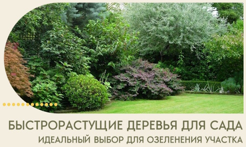 Быстрорастущие деревья для сада идеальный выбор в Новоалтайске
