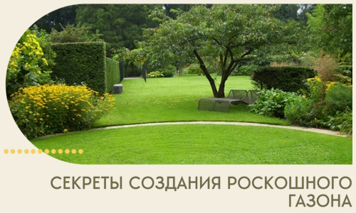 Секреты создания роскошного газона в Новоалтайске